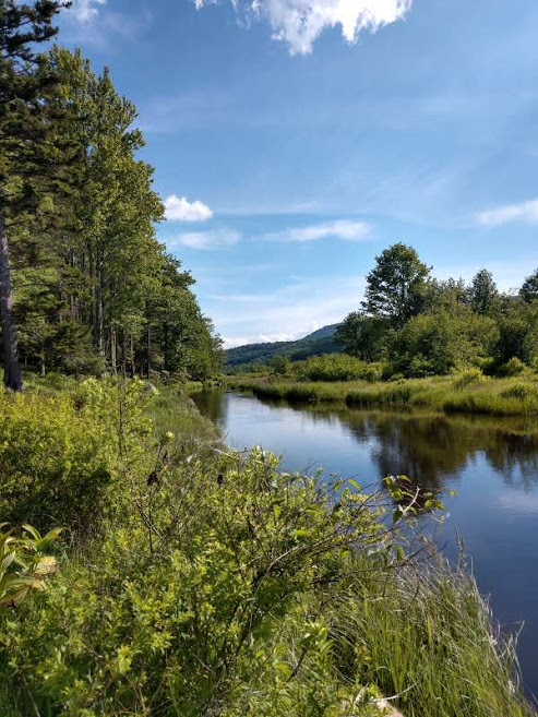 Forests and Water